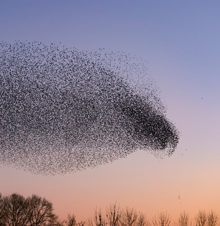 swarm